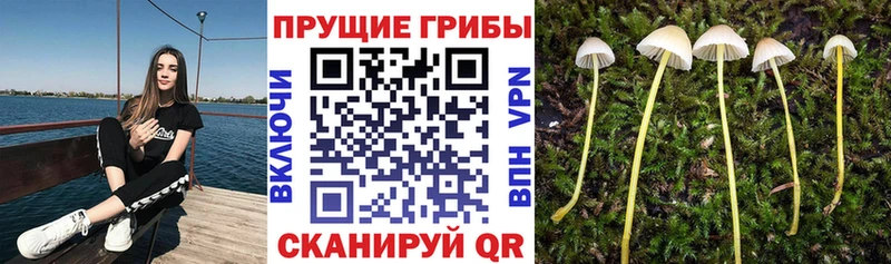 гидра купить цена Камень-на-Оби Псилоцибиновые грибы ЛСД